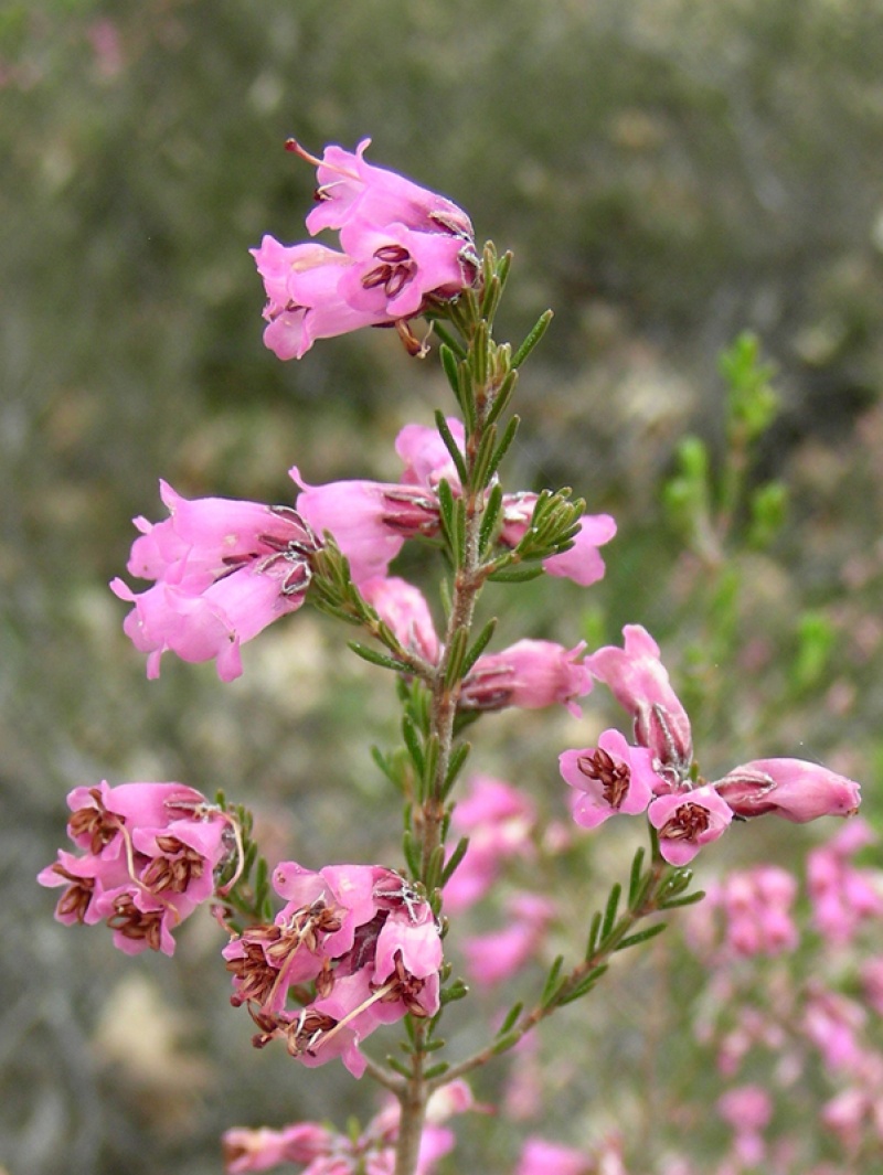 Erica australis