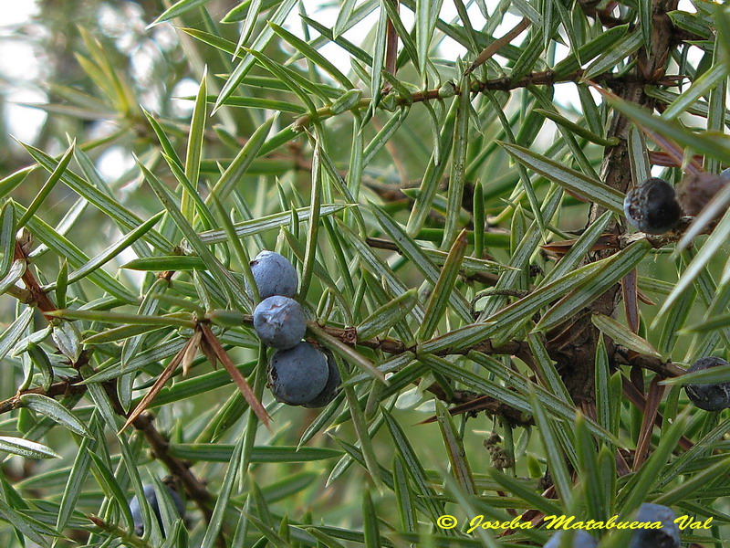 Juniperus oxycedrus 090329 009.jpg