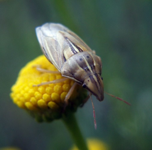 Aelia rostrata (17-6-07 Sabiñánigo).jpg