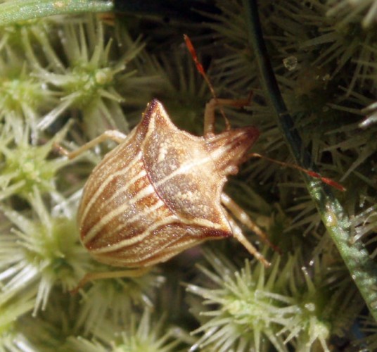 Ancyrosoma leucogrammes 1 (5-6-08 Alhaurín de la Torre).jpg