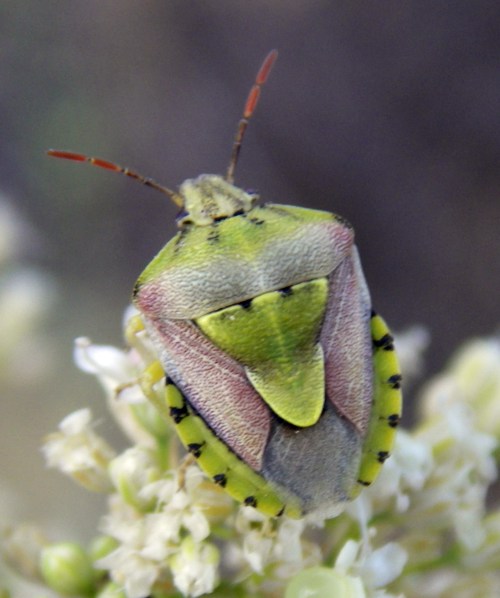 Antheminia lunulata 2 (9-7-11 Retuerta de Pina).jpg