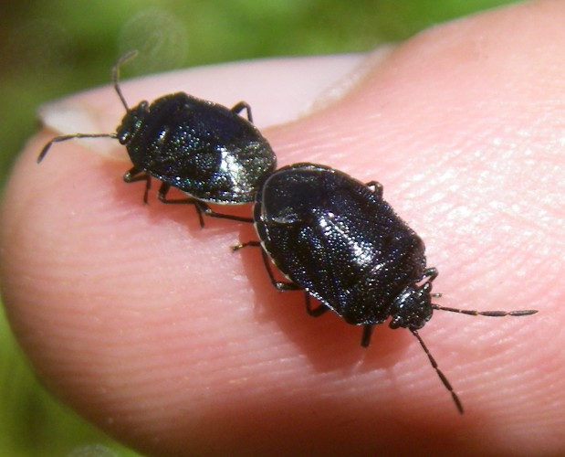 Eurydema cyanea cópula 3 (29-6-13 Corral de las Mulas).jpg