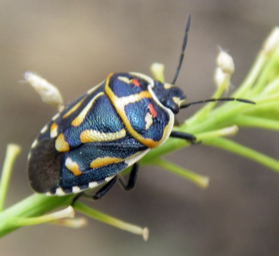 Eurydema fieberi 2 (3-7-11 Cinctorres).jpg