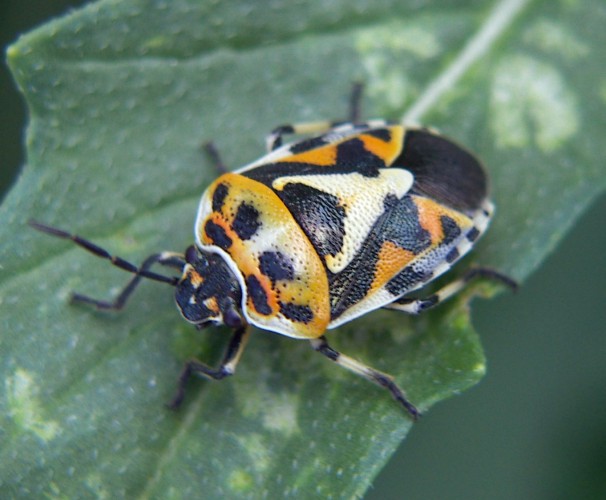 Eurydema ornatum 2 (26-9-07 Zaragoza).jpg