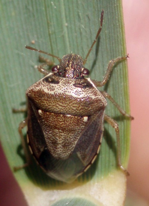 Eysarcoris ventralis (6-7-08 Valsalada).jpg