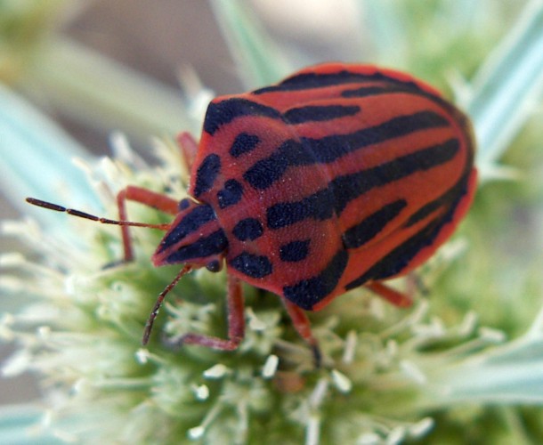 Graphosoma semipunctatum 2 (14-7-07 Sestrica).jpg