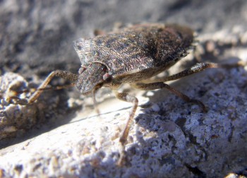 Halyomorpha halys 2.jpg