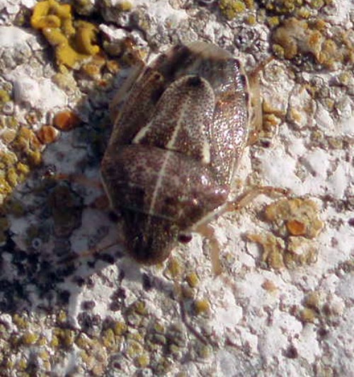 Neottiglossa lineata (2-9-08 Cantalobos, det Manuel Baena).jpg