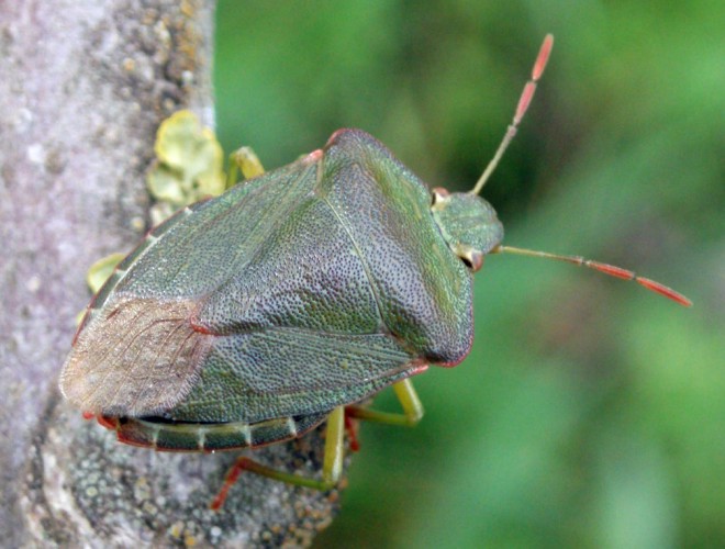 Palomena prasina (9-5-09 Calamocha).jpg