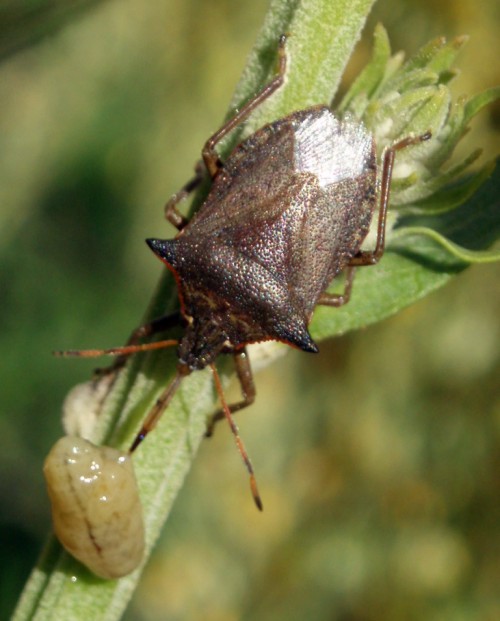 Picromerus nigridens (20-7-08 Anzánigo).jpg