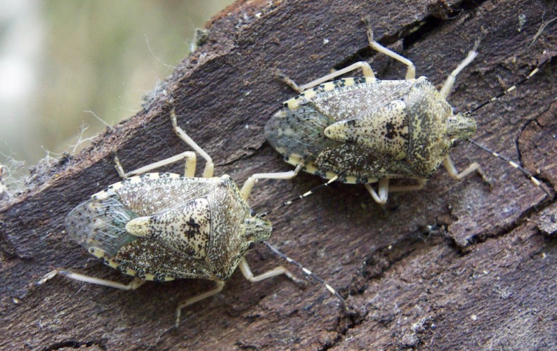 Rhaphigaster nebulosa pair 2 (29-8-07 Juslibol).jpg