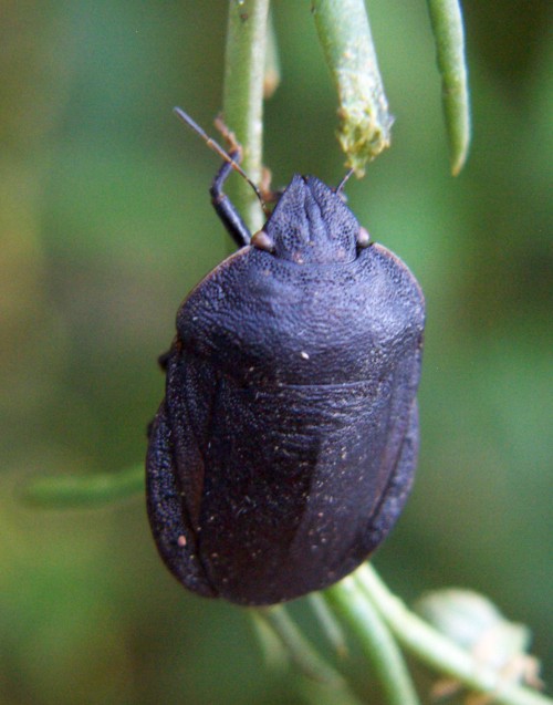 Eurygaster austriaca (23-6-07 Peñaflor).jpg