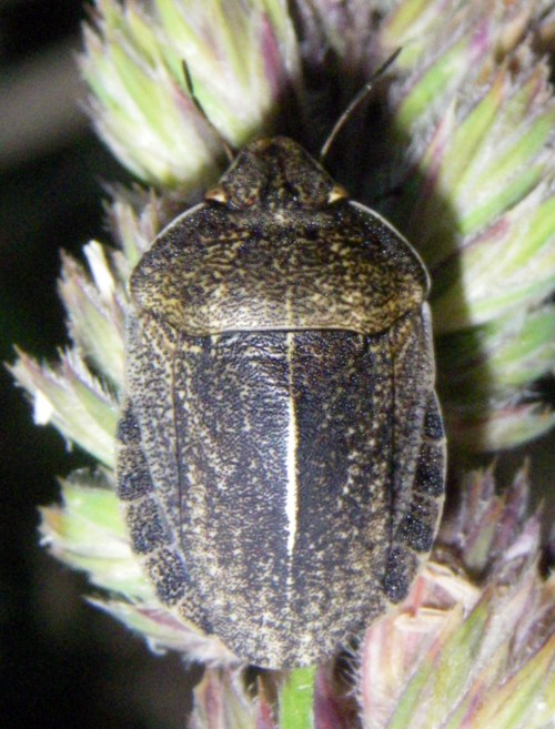 Eurygaster sp. (26-6-11 Arguis).jpg