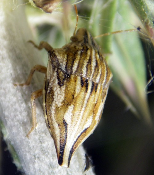 Odontotarsus caudatus 2 (11-5-12 Sierra de Alcubierre)).jpg