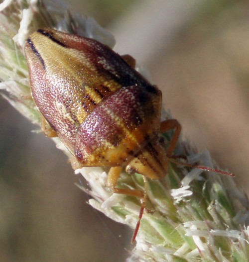 Odontotarsus purpureolineatus (30-5-09 Peñaflor).jpg