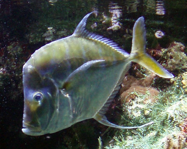 Selene vomer (7-8-09 Aquarium de La Rochelle).jpg