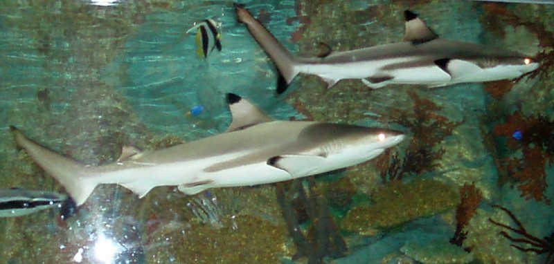 Carcharhinus melanopterus (23-5-09 Faunia).jpg