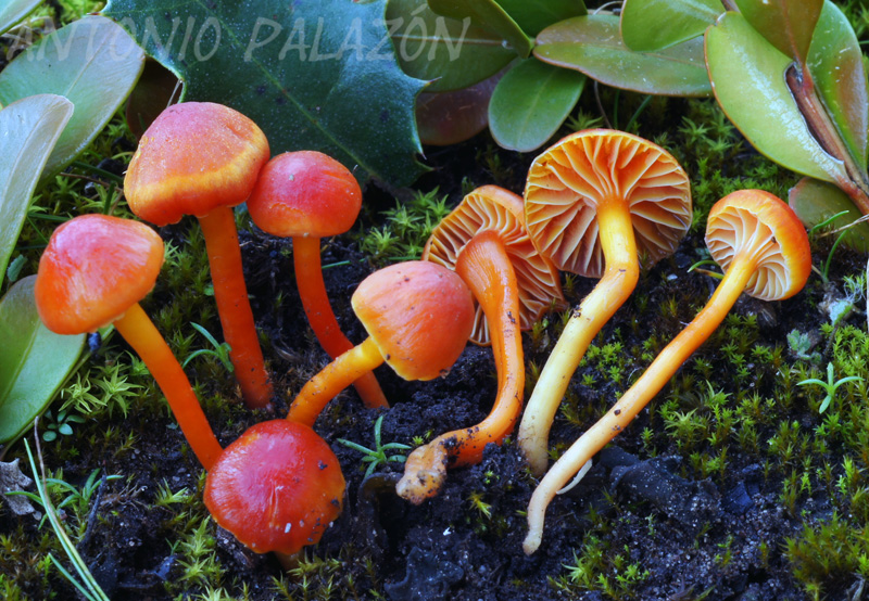 Hygrocybe mucronella %28reae%29.JPG