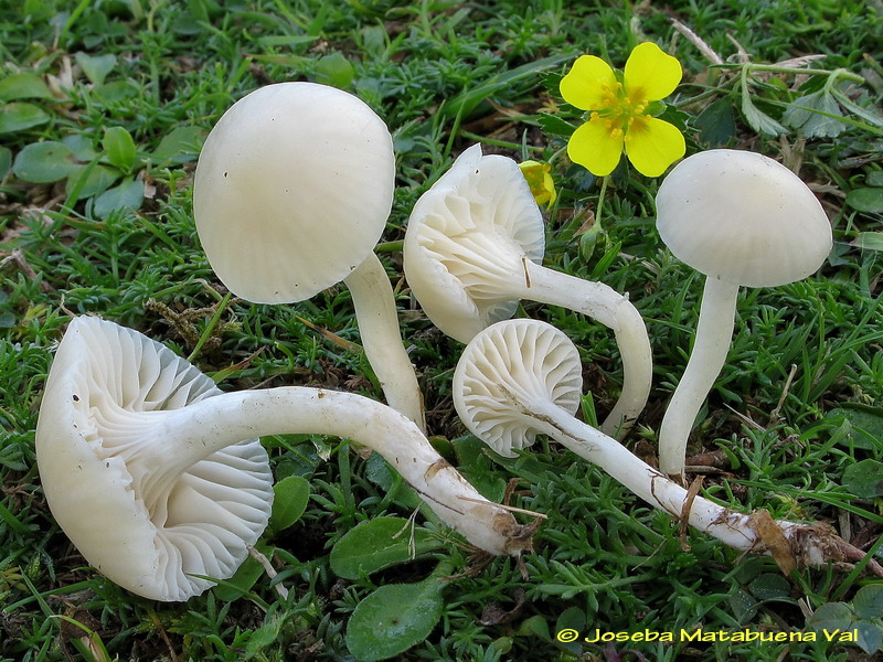 Hygrocybe virginea 111126 1185.jpg