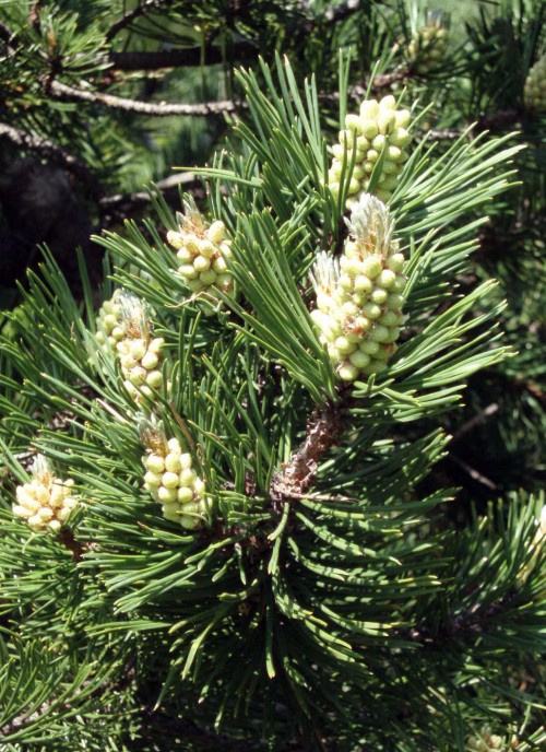 Pinus uncinata.jpg