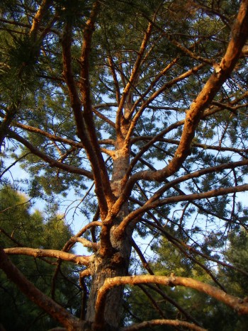 Pinus sylvestris.jpg