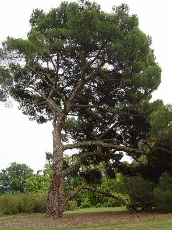 Pinus pinea Kew.jpg