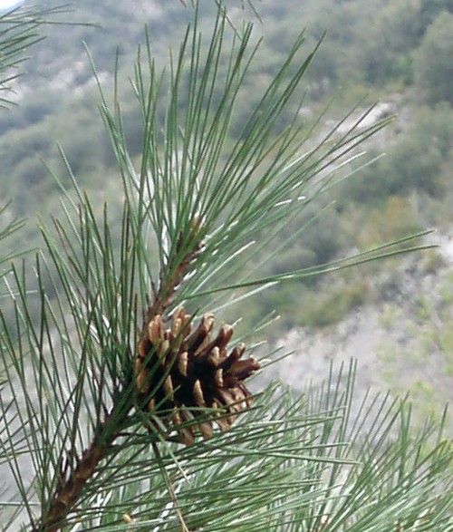 Pinus nigra 2.jpg