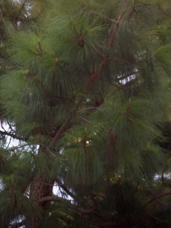 Pinus canariensis.jpg