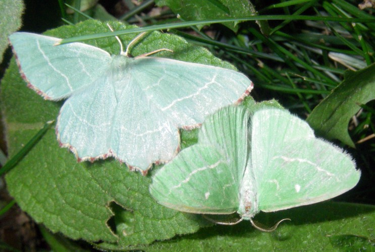 Hemithea aestivaria et Thetidia smaragdaria (1-8-12 Llesuí).jpg