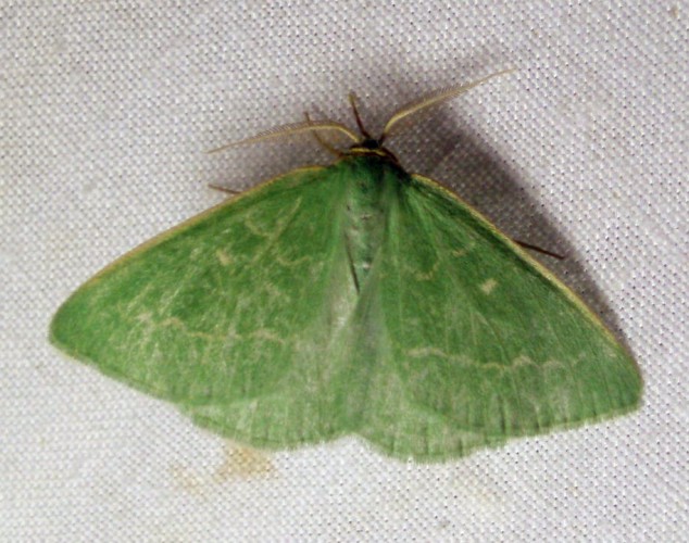 Thethidia smaragdaria (10-7-10 Arguis).jpg