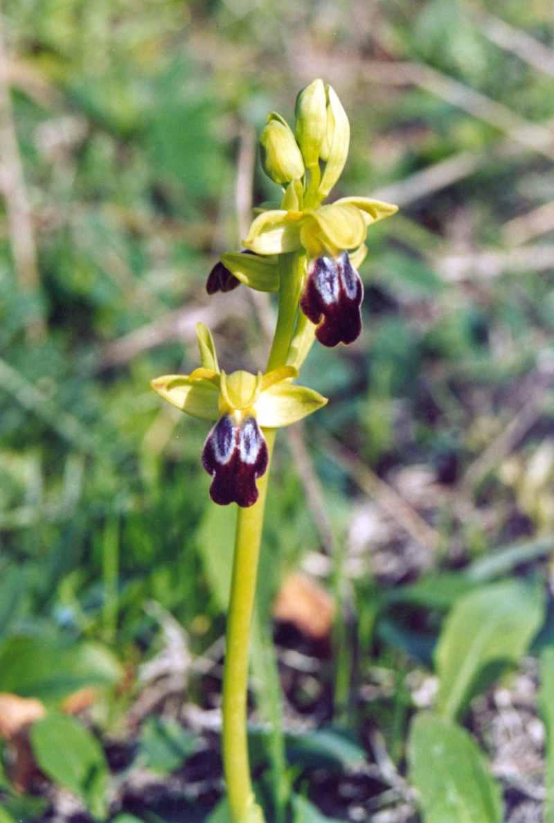 Ophrys%20fusca_001571_jagr_1_9_800px.jpg