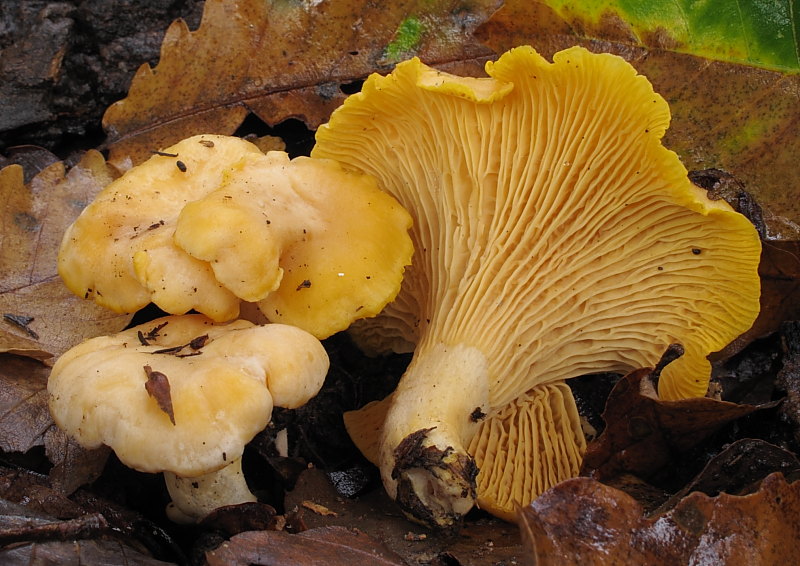 Cantharellus pallens Miguel.JPG