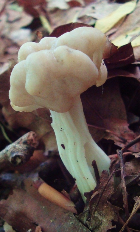 Helvella cf. lacunosa forma phlebophoroidea-maxima albina.jpg