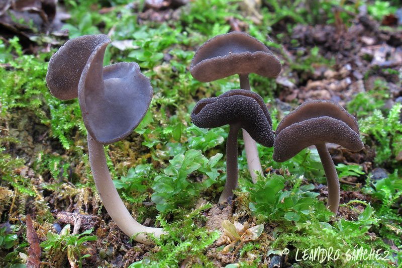 Helvella chinensis ( villosa) Leandro.JPG