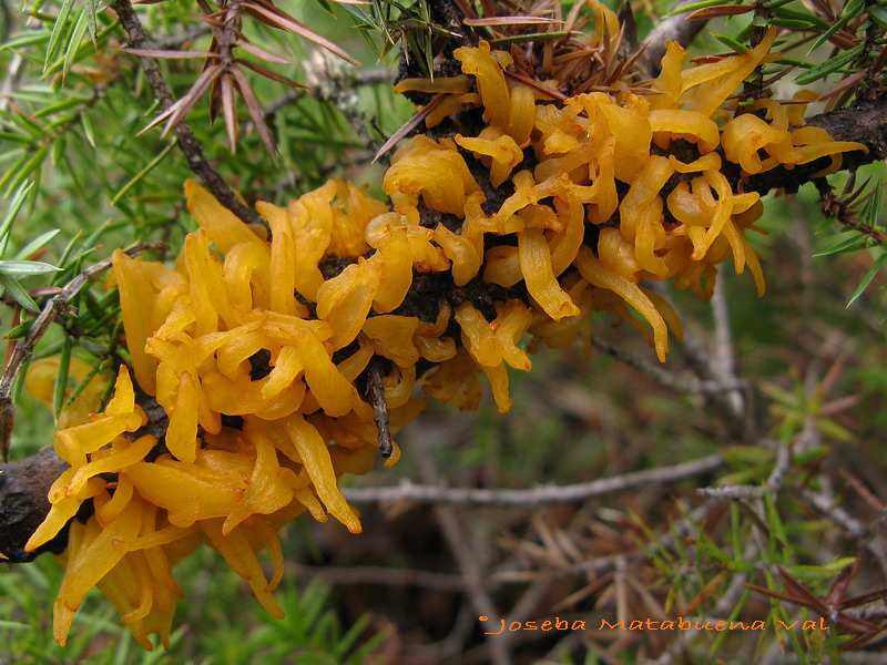 Gymnosporangium clavariaeforme 090312 077.jpg