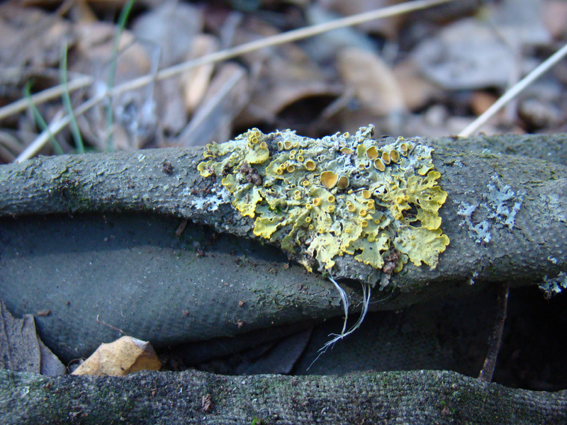 Xanthoria parietina 7923.JPG