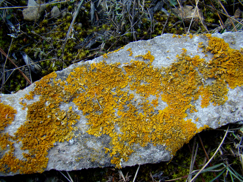 Xanthoria parietina 8441.JPG