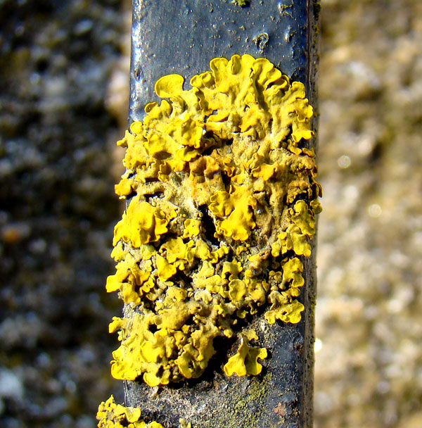 Xanthoria parietina 8552.jpg