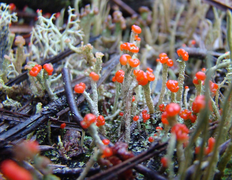 Cladonia macilenta 5653.JPG