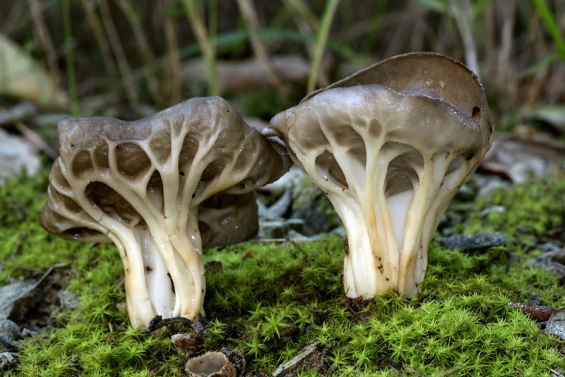 Helvella costifera de Pai.jpg