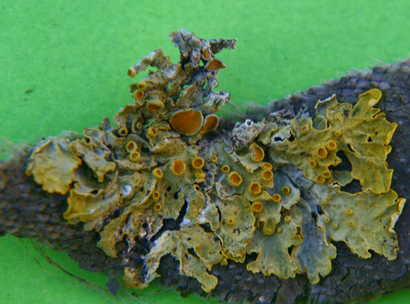 Xanthoria parietina 404.1.JPG