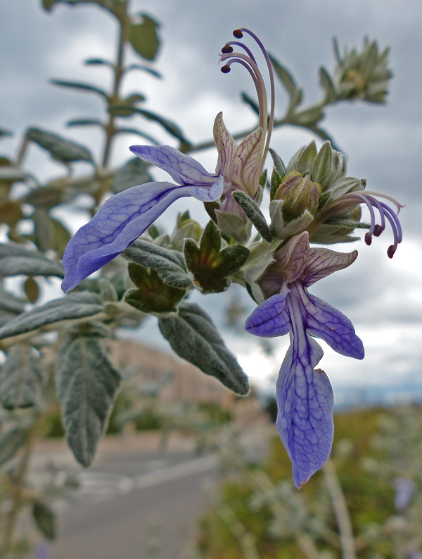 Teucrium fruticans 458.jpg