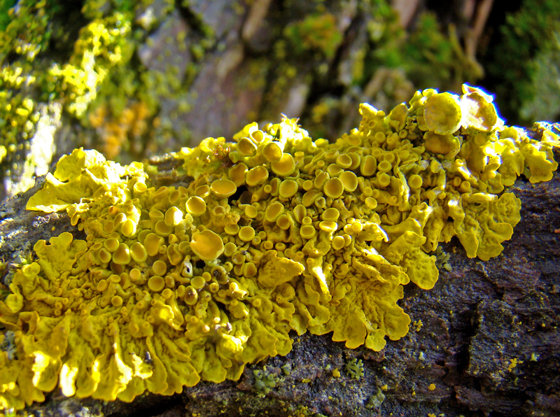 Xanthoria parietina 1179.JPG