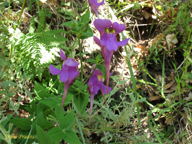 Linaria triornithophora_9.JPG