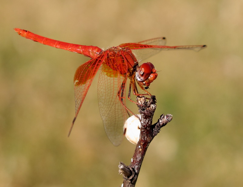 Trithemis Kirbyi 1.JPG