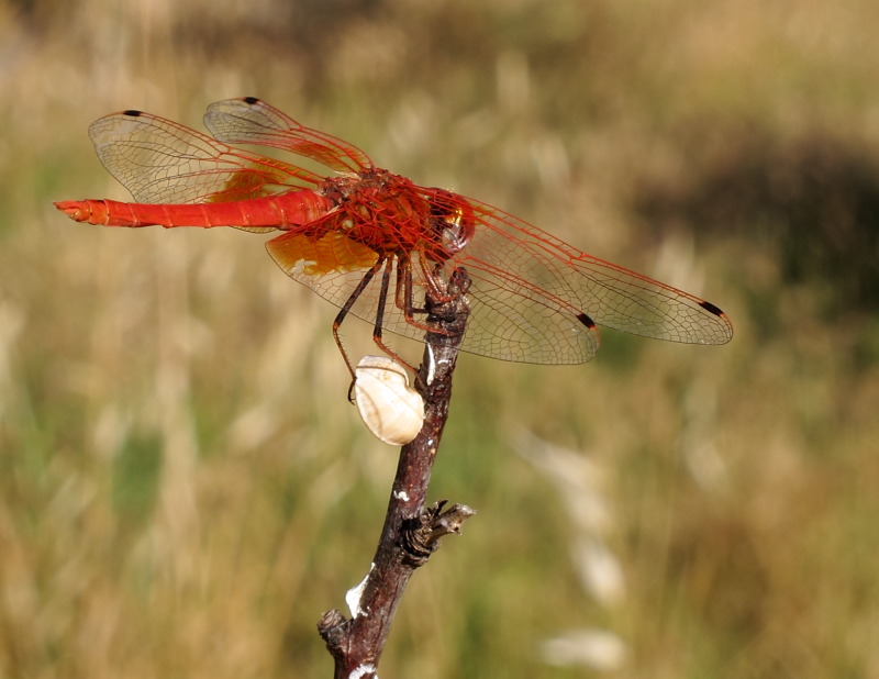 Trithemis Kirbyi 4.JPG