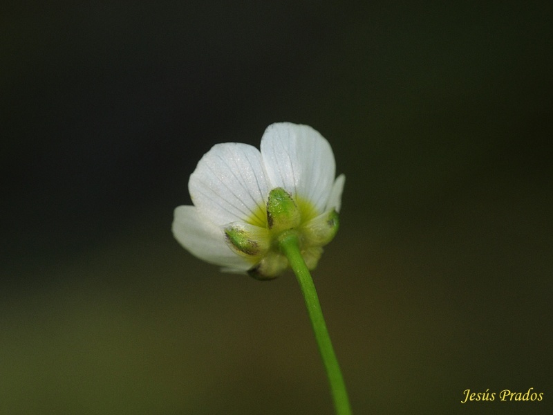 Ranunculus-100712_10.JPG