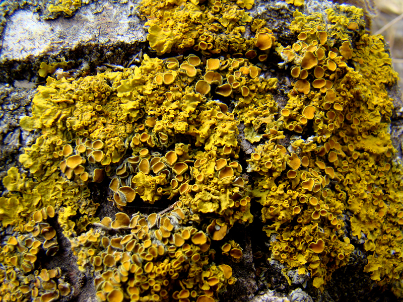 Xanthoria parietina  6982.JPG