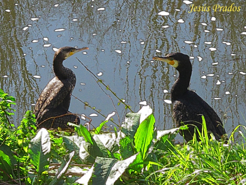 Phalacrocorax carbo_5.JPG