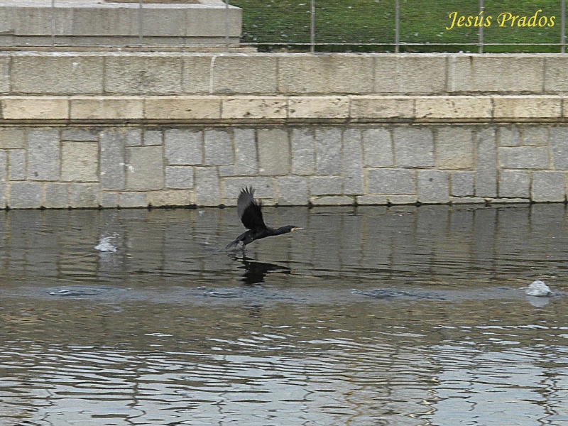 Phalacrocorax carbo_2.JPG